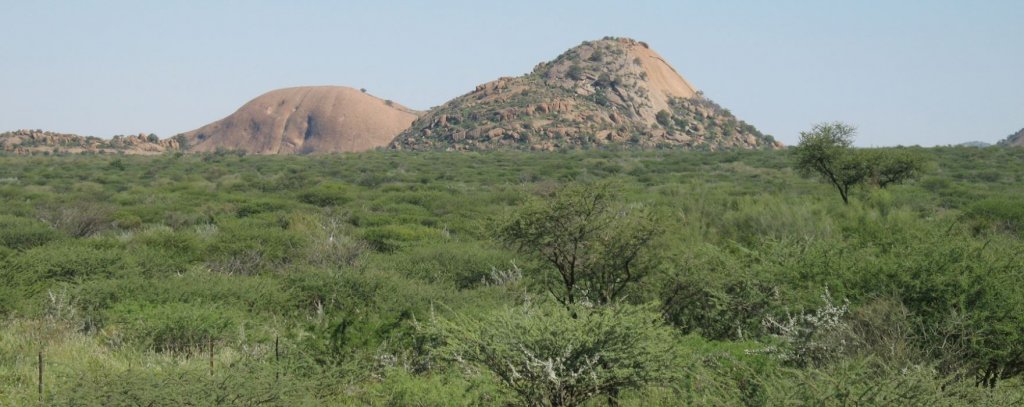 Verbuschte Dornensavanne in Namibia 