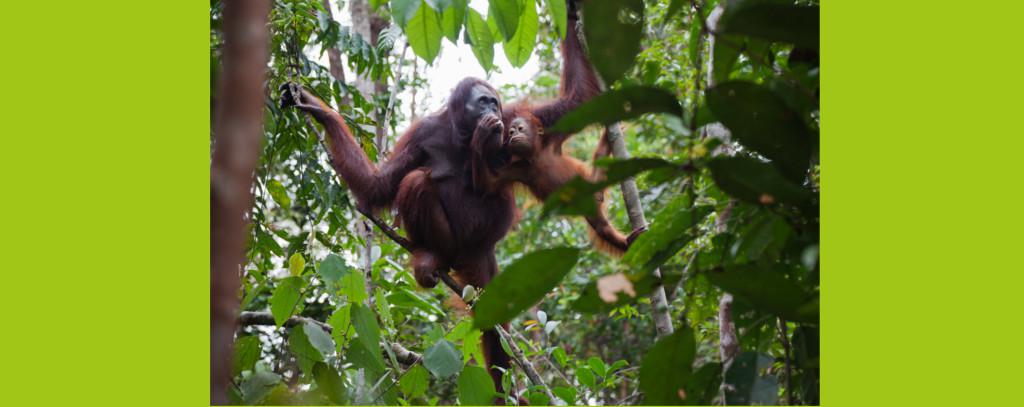 Orang Utan Mutter mit Kind im Tropenwald