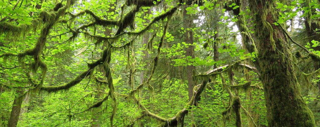 Selbst Holz aus ökologisch besonders wertvollen Urwäldern könnte in Kraftwerken verheizt werden (Foto: Jens Wieting) Urwald in Kanada