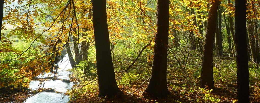 Waldfoto: Annette Littmeier