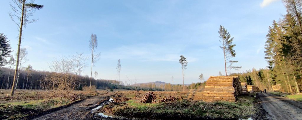 Kahlschlagfläche im Wald und Holzpolter