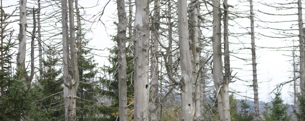 ROBIN WOOD
