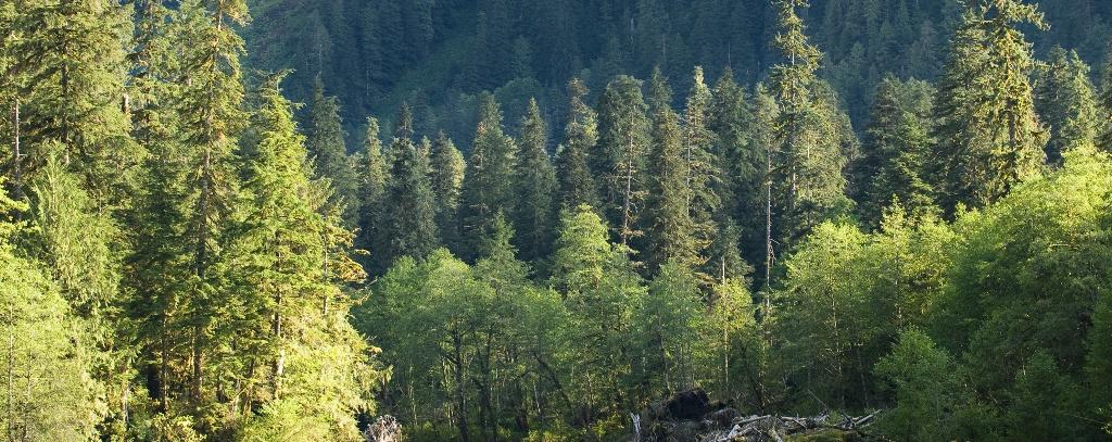 Great Bear Rainforest Wald