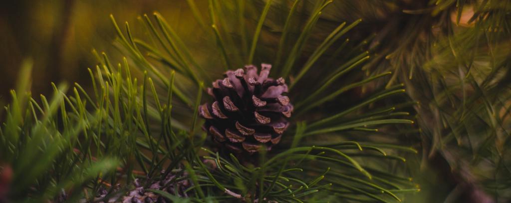 Tanne Weihnachtsbaum Ökologisch