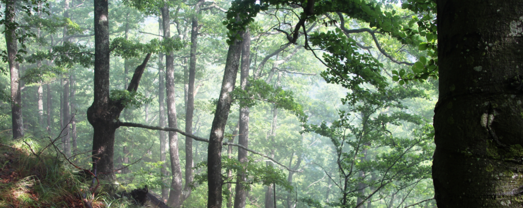 Wälder schützen, nicht verfeuern - naturnaher Wald in Rumänien Wald in Rumänien
