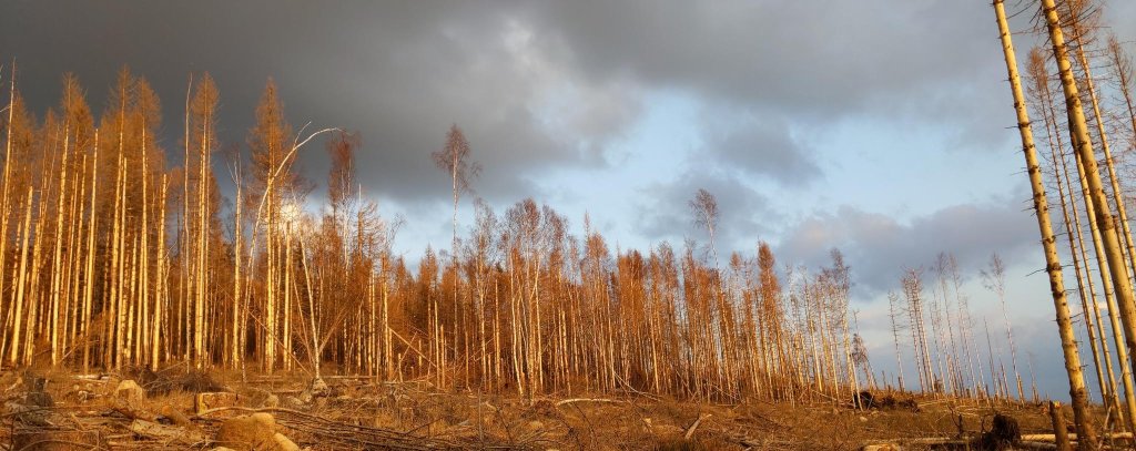 Abgestorbene Fichten im Harz (Foto: ROBIN WOOD/Ute Bertrand) Abgestorbene Fichten im Haz in der Abenddämmerung