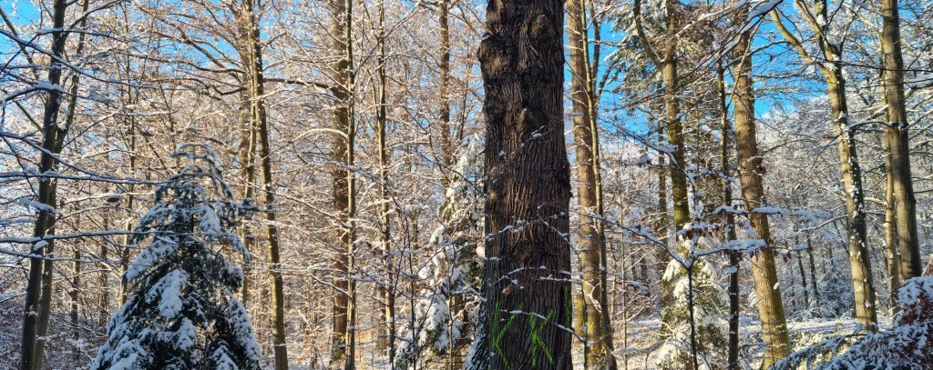 Bäume im Schnee auf dem Campus der Uni Stuttgart