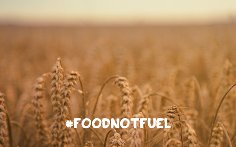 Weizenfeld #foodnotfuel