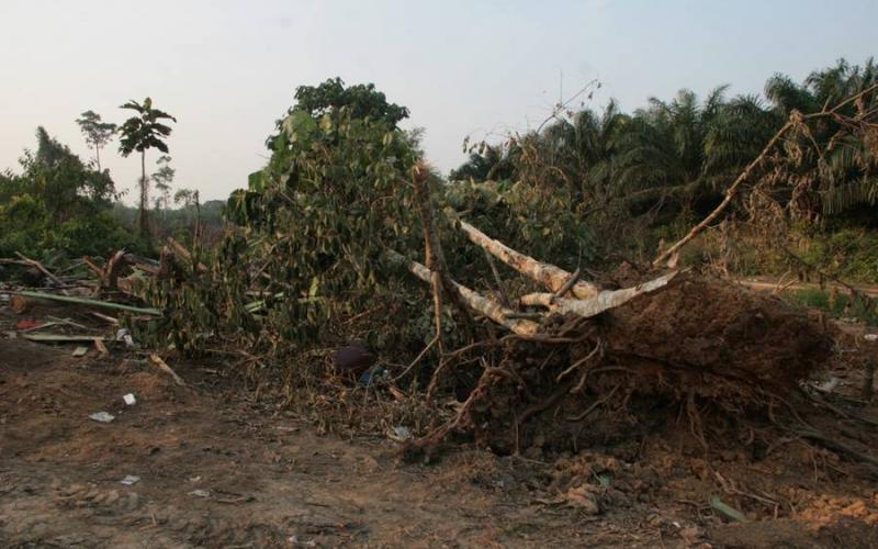 Zerstörung des Dorfes Sungai Beruang