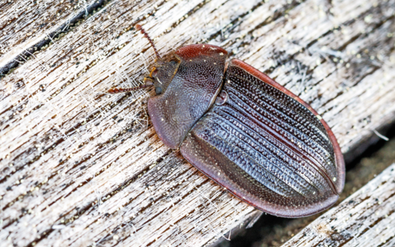 Rainer Simonis/ Nationalpark Bayerischer Wald
