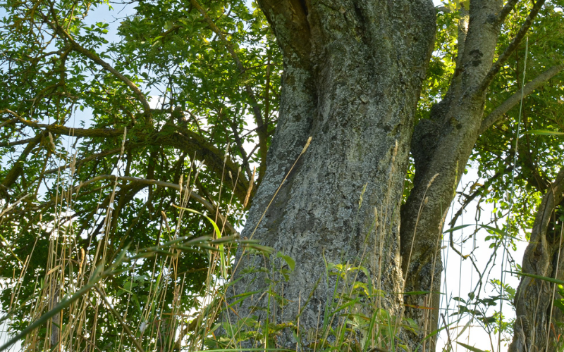 Die Mehlbeere Robin Wood