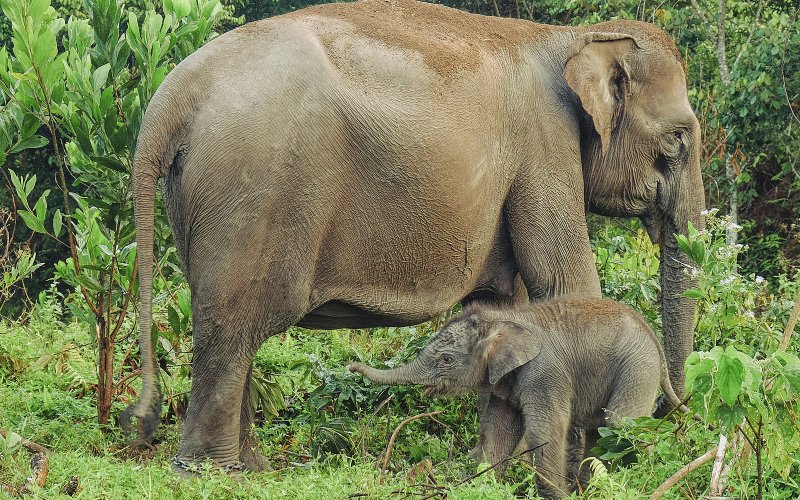 Endangered Sumatran elephants