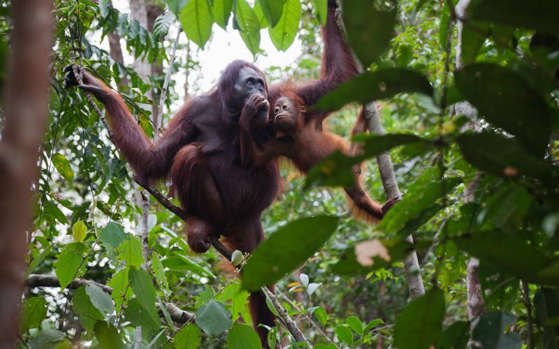 Orang Utan in Indonesien