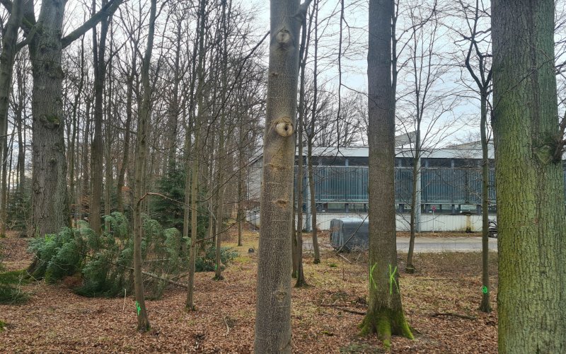 Foto von Eichen, die gerodet werden sollen, Uni Stuttgart 14.2.2024