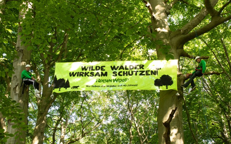 Foto: Moritz Heck / ROBIN WOOD Bannerfoto Wir lieben die Wälder seit 40 Jahren