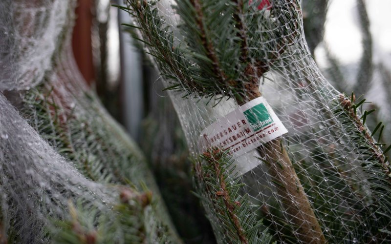 Öko-Weihnachtsbaum mit Bioland-Siegel