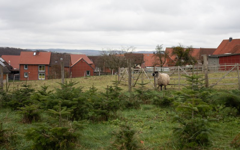 Schaf in einer Weihnachtsbaumplantage