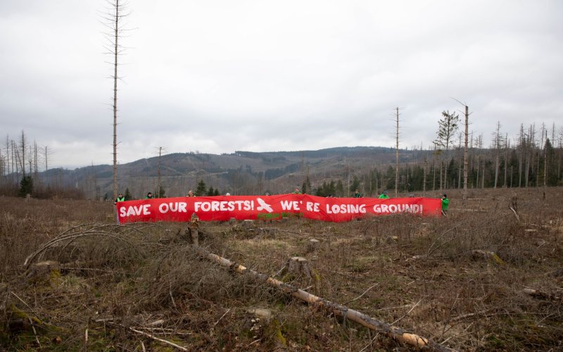 Menschen halten großes rotes Protestbanner auf kahler Waldfläche im Harz