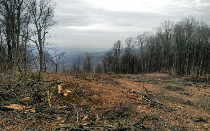 Abholzung für Stromtrasse durch die rumänischen Karpaten (Foto: ROBIN WOOD)