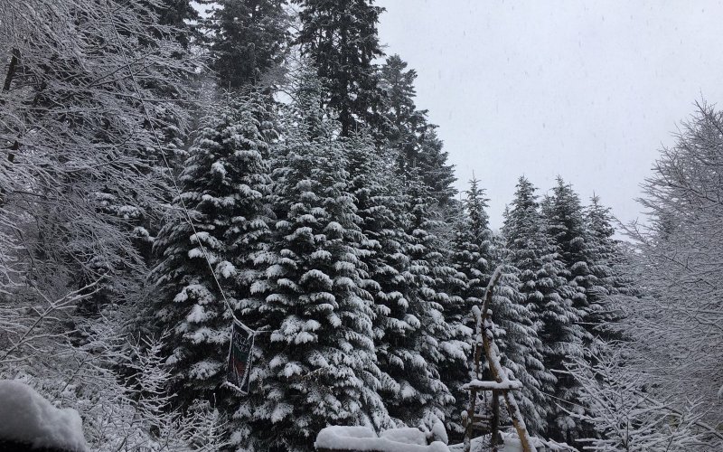 Nora219A Winterwald im besetzten Wald in den polnischen Karpaten