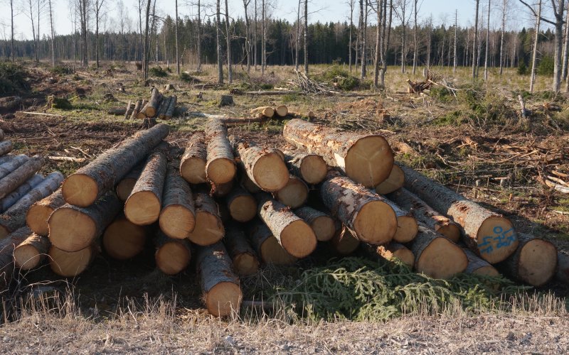 Gefällte Baumstämme, gerodeter Wald