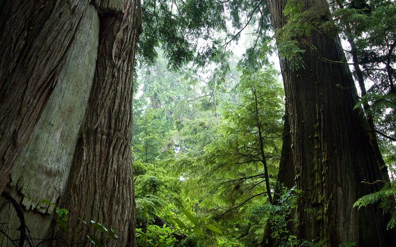 Great Bear Rainforest 