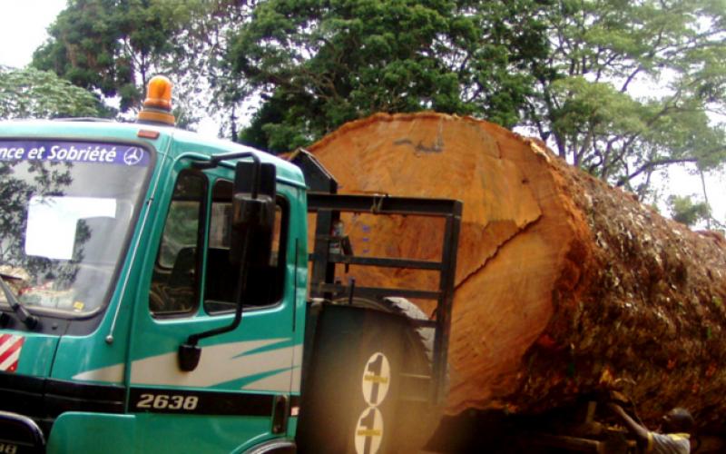 Abtransport eines Tropenbaumes