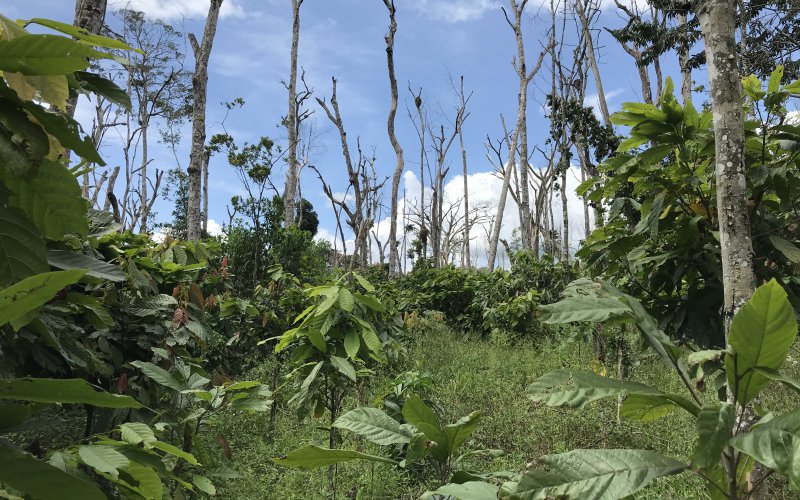 Kakaosetzlinge im Schutzgebiet (Mighty Earth)