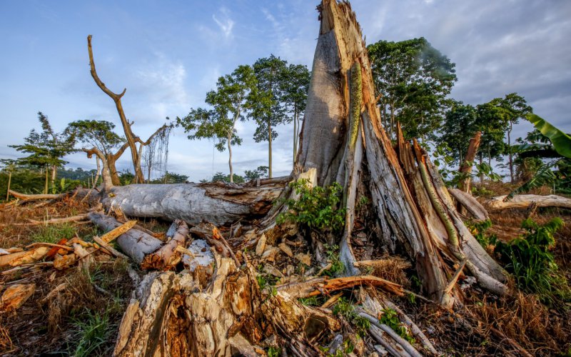 Jim Wickens / Mighty Earth