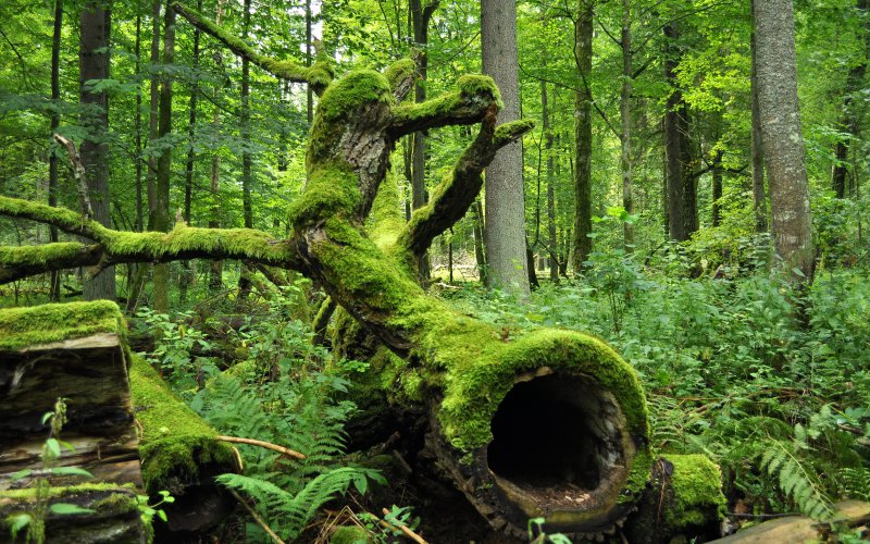 Forest of Bialowieza 