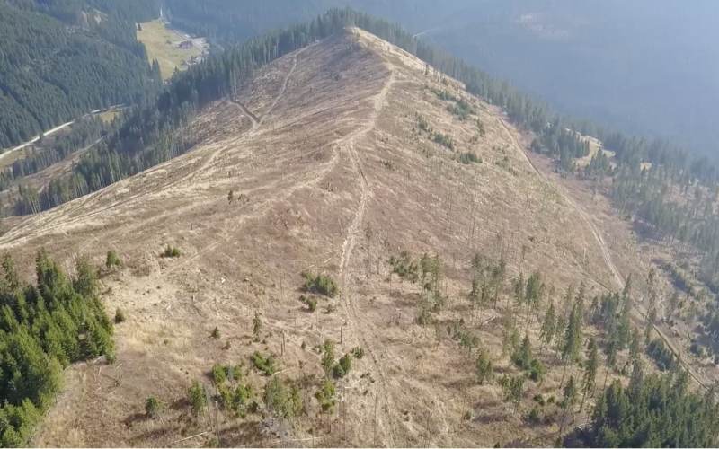 A clear-cut in the Romanian Carpathians, Maramures.