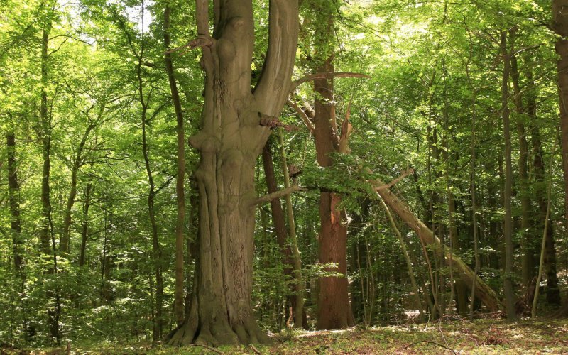 alte Buchen im Wald 