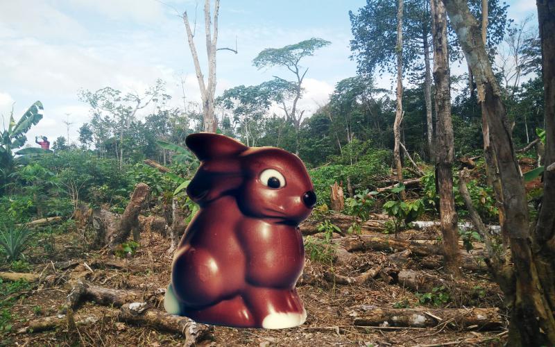 Collage Hase vor abgeholztem Tropenwald