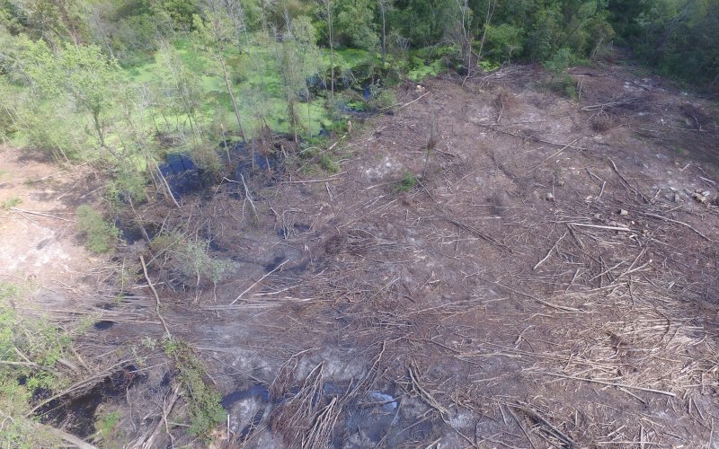 North Carolina, Foto: Dogwood Alliance