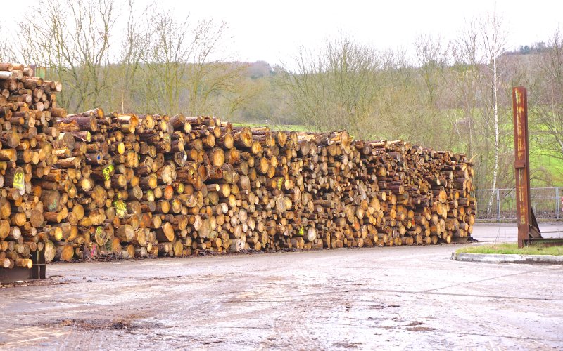 Ein Holzpolter mit dicken Fichten