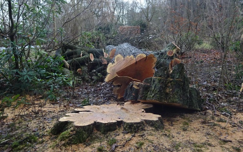 Gefällter Baum in einem Hamburger Park 