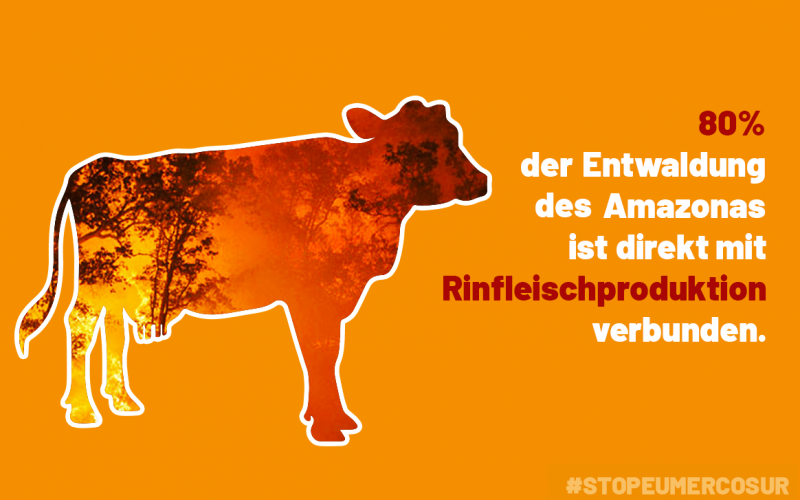 Entwaldung des Amazonas direkt verbunden mit Rindfleischproduktion