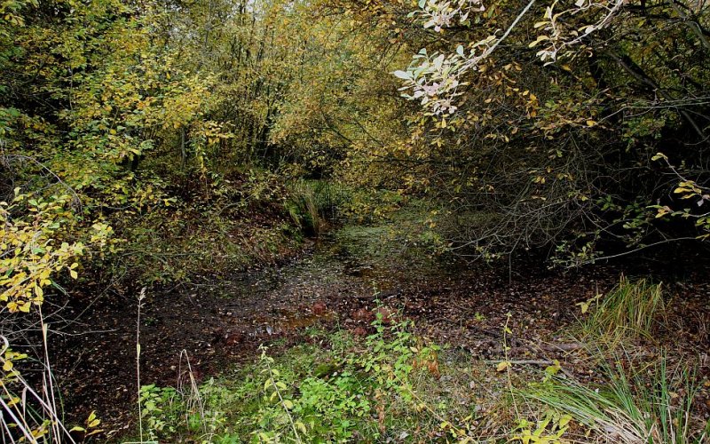 Der Muna-Wald bietet Lebensraum für viele Arten (Foto: Herbert Kraus)