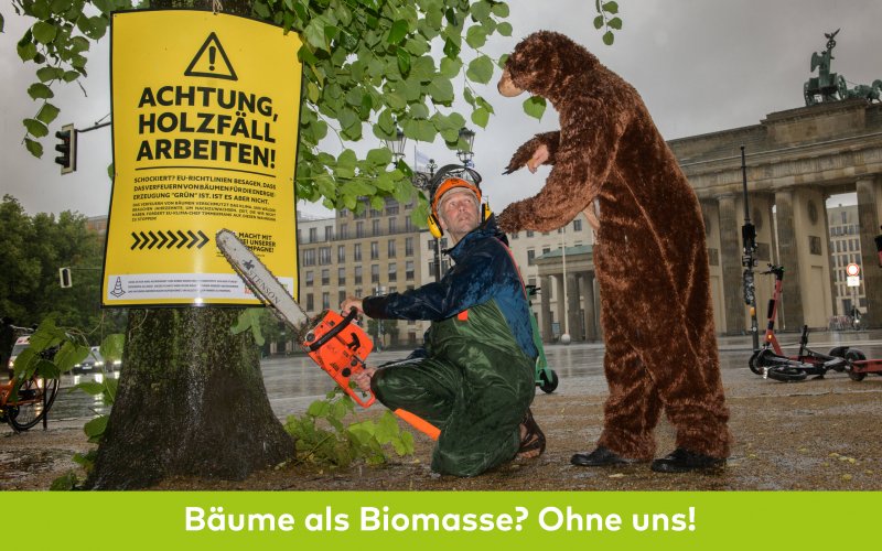 "Bär" stört Menschen beim Absägen eines Baumes