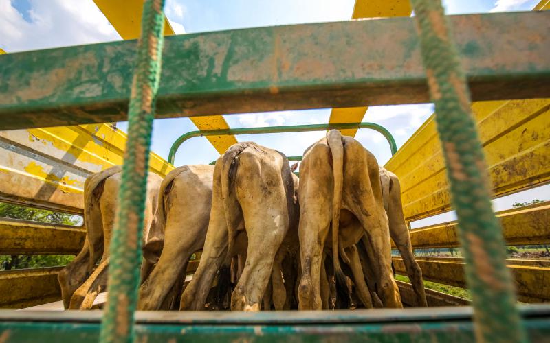 Jim Wickens/ Mighty Earth