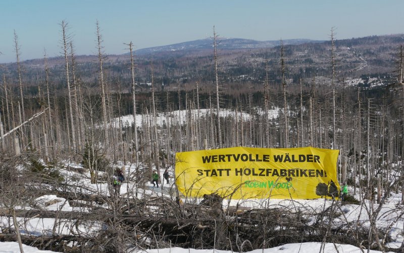 Menschen mit einem großen gelben Banner vor abgestorbenen Fichten im Harz.