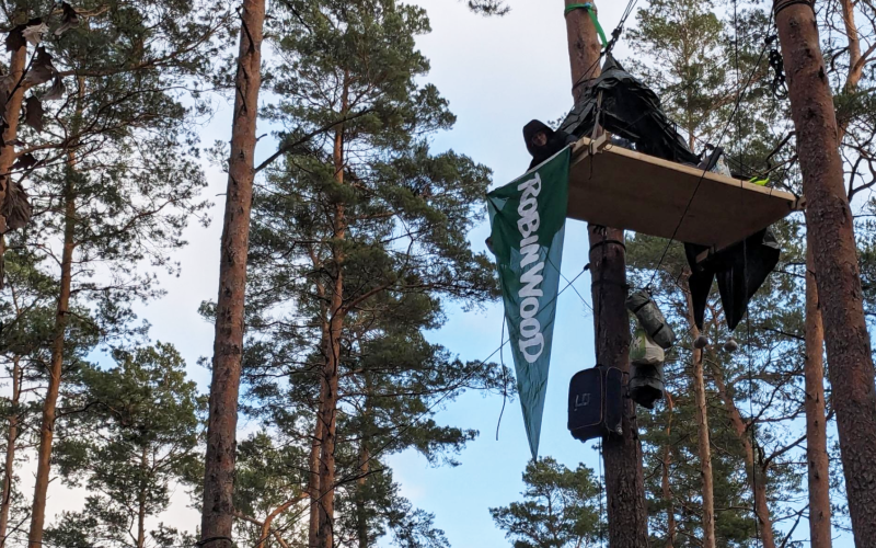 Baumplattformen hängen in Kiefern