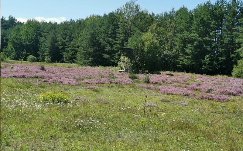 Heideflächen im Muna-Wald (Foto: Herbert Kraus)