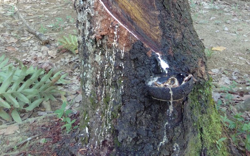 Nahaufnahme eines Kautschukbaums in einer Plantage, Sumatra