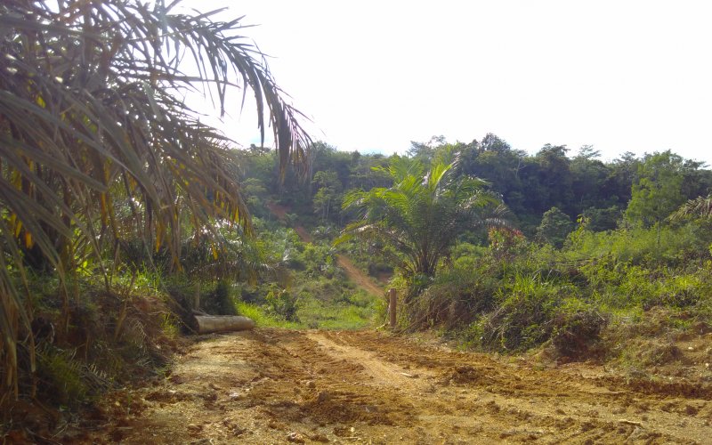 Im Vordergrund eine Ölpalme, an der entlang ein Weg gen Wald führt, teilweise abgeholzt, im Hintergrund Wald