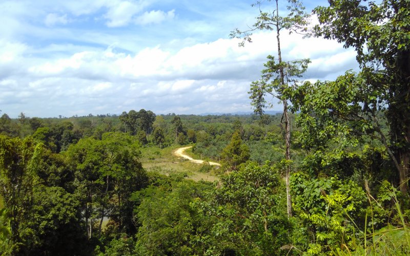 Blick über noch weitgehend intakte, jedoch akut bedrohte Wälder nahe des Bukit Tigapuluh Nationalparks, Sumatra, Indonesien