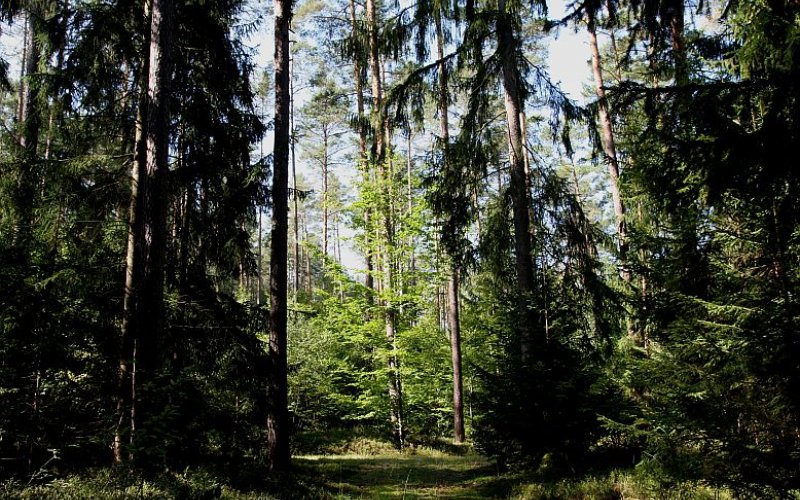 Die Vielfalt der Baumarten im Muna-Wald