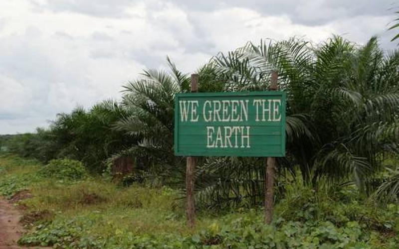 Die Lüge vom grünen Palmöl