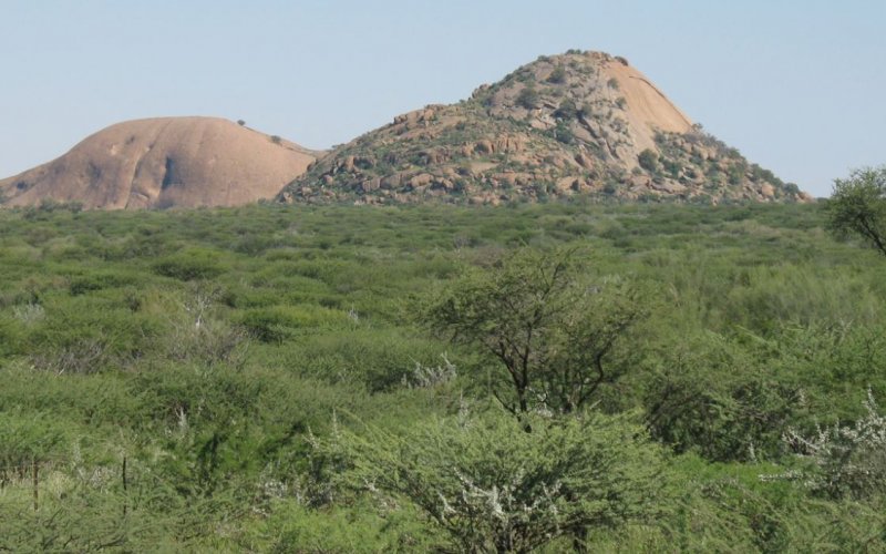 Verbuschte Dornensavanne in Namibia 