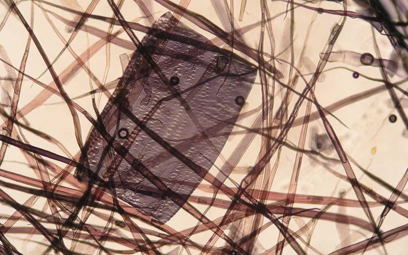 Papierfaser-Analyse eines Buches, gefunden bei Aldi Nord (2010) | Bildquelle: ROBIN WOOD Papierfaser-Analyse eines Buches, gefunden bei Aldi Nord (2010)